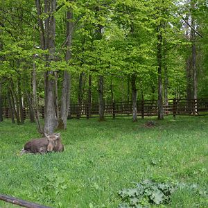 Moose Enclosure at Rezerwat Pokazowy Żubrów, Białowieża 07/05/19
