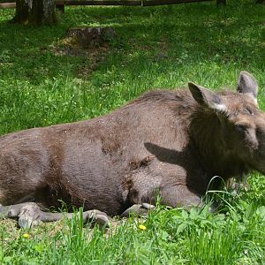 European Moose at Rezerwat Pokazowy Żubrów, Białowieża 07/05/19
