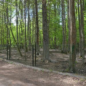 Wild Boar Enclosure at Rezerwat Pokazowy Żubrów, Białowieża 07/05/19