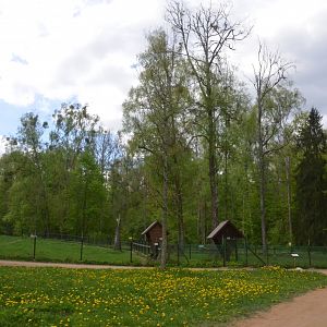 Roe Deer Enclosures at Rezerwat Pokazowy Żubrów, Białowieża 07/05/19