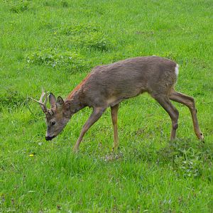 Western Roe Deer at Rezerwat Pokazowy Żubrów, Białowieża 07/05/19