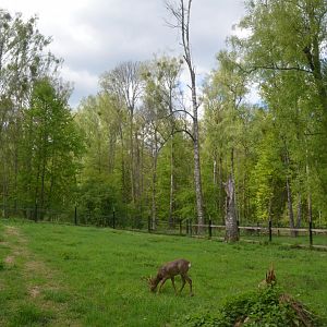 Roe Deer Enclosure at Rezerwat Pokazowy Żubrów, Białowieża 07/05/19