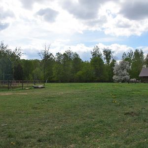 Konik Pony Enclosure at Rezerwat Pokazowy Żubrów, Białowieża 07/05/19