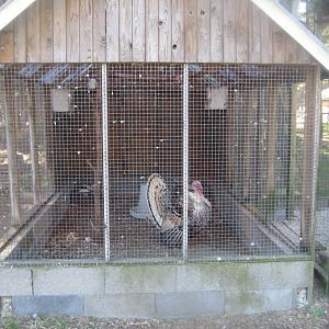 Farm Fun - Turkey/pigeon aviary