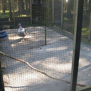 Farm Fun - Turkey/pigeon aviary