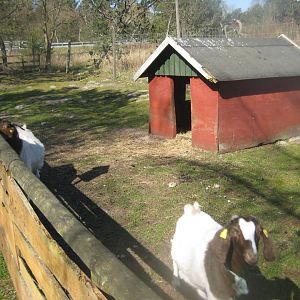 Farm Fun - Goat exhibit