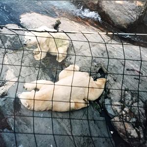 Polar bears - Kolmården