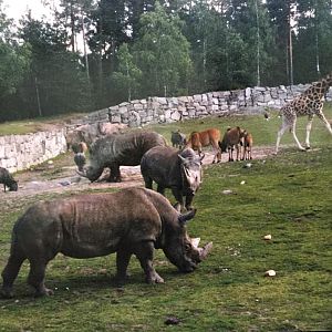 Mixed exhibit - African Savannah - Kolmården