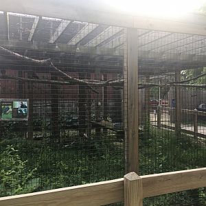 Lady Ross's Turaco Exhibit