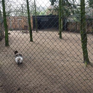 Darwin's rhea and Toulouse goose paddock, 2019-04-06