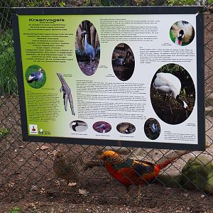 Information sign about cranes, 2019-04-06