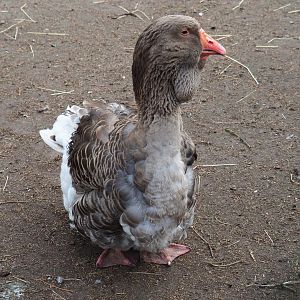 Toulouse goose (Anser anser domesticus), 2019-04-06