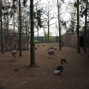 Darwin's rhea and Toulouse goose paddock, 2019-04-06