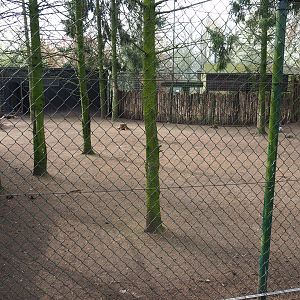 Darwin's rhea and Toulouse goose paddock, 2019-04-06