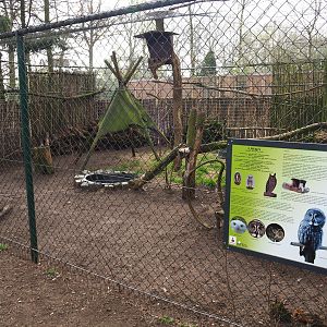 Snowy owl aviary, 2019-04-06