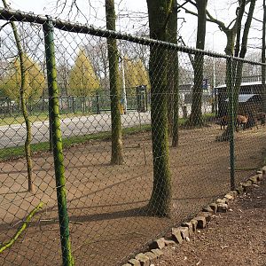 Cameroon sheep pen, 2019-04-06