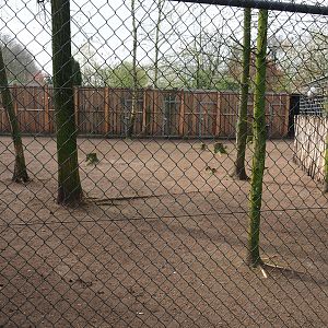 Darwin's rhea and Toulouse goose paddock, 2019-04-06