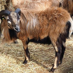 Cameroon sheep (Ovis aries), 2019-04-06