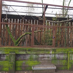 White-cheeked turaco and Edward's pheasant aviary, 2019-04-06