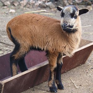 Cameroon sheep lamb (Ovis aries), 2019-04-06