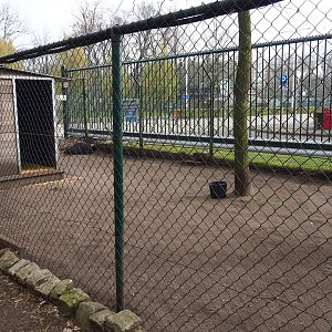 Emu paddock, 2019-04-06