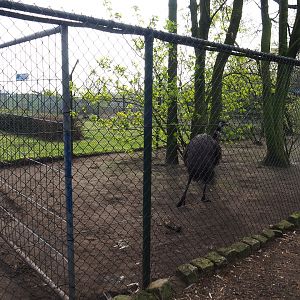 Emu paddock, 2019-04-06