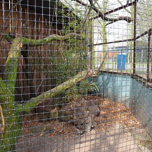 White-cheeked turaco and Edward's pheasant aviary, 2019-04-06