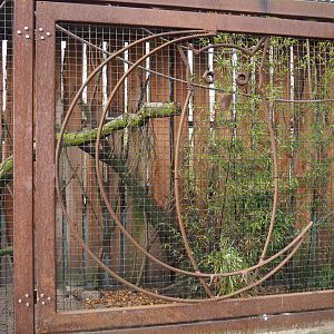 Owl decoration on aviary door, 2019-04-06