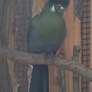 White-cheeked turaco (Tauraco leucotis leucotis), 2019-04-06