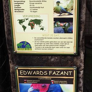 Signs White-cheeked turaco and Edward's pheasant, 2019-04-06