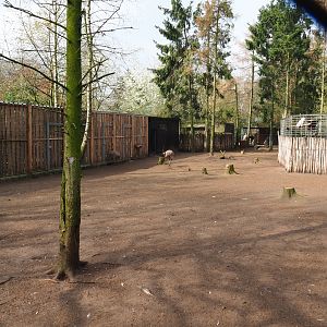 Darwin's rhea and Toulouse goose paddock, 2019-04-06