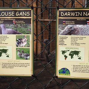 Signs Darwin's rhea and Toulouse goose, 2019-04-06