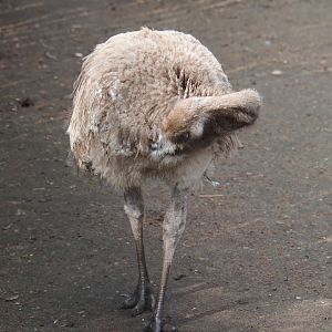 Darwin's rhea (Rhea pennata), 2019-04-06