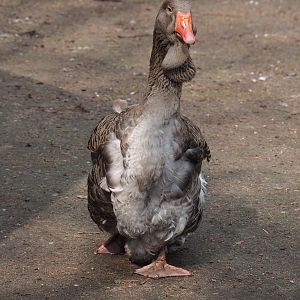 Toulouse goose (Anser anser domesticus), 2019-04-06
