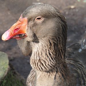 Toulouse goose (Anser anser domesticus), 2019-04-06