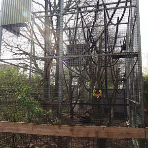 Colombian black spider monkey exhibit, 2019-04-06