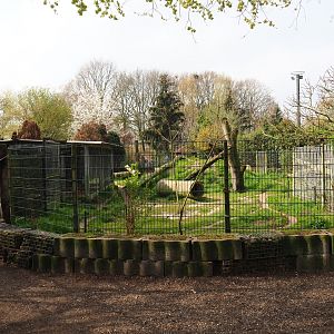 East African striped hyena exhibit, 2019-04-06