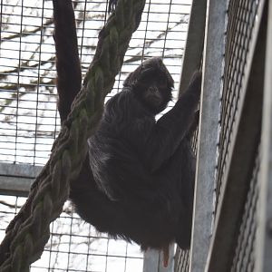 Colombian black spider monkey (Ateles fusciceps rufiventris), 2019-04-06