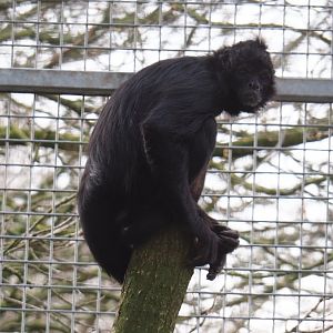 Colombian black spider monkey (Ateles fusciceps rufiventris), 2019-04-06