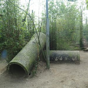 Indochinese clouded leopard exhibit, 2019-04-06