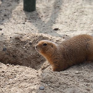 Black-tailed prairie dog (Cynomys ludovicianus), 2019-04-06