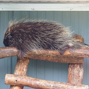 North American porcupine (Erethizon dorsatum), 2019-04-06