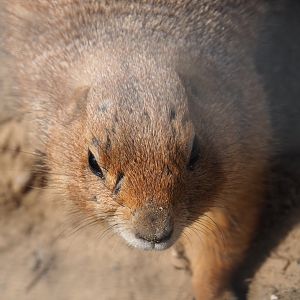 Black-tailed prairie dog (Cynomys ludovicianus), 2019-04-06