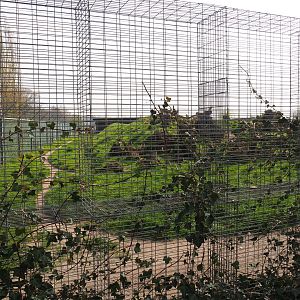 Spotted hyena exhibit, 2019-04-06