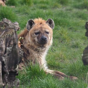 Spotted hyena (Crocuta crocuta), 2019-04-06