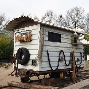 Pigeon wagon in the North American porcupine and black-tailed prairie dog exhibit, 2019-04-06