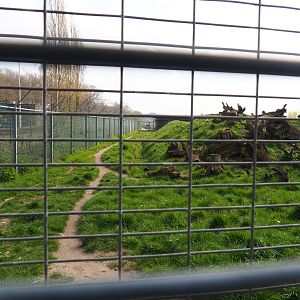 Spotted hyena exhibit, 2019-04-06
