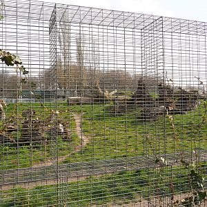 Spotted hyena exhibit, 2019-04-06