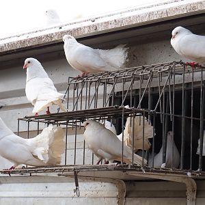 White fantail pigeons (Columba livia domestica), 2019-04-06