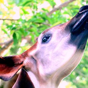 Okapi; London Zoo; 1st June 2019